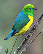 Blue-naped Chlorophonia