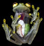 皮肤透明的玻璃蛙