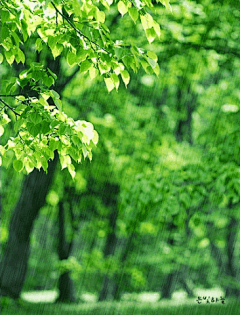 橘子orange橘子采集到雨润无声