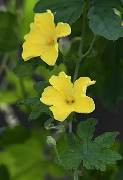 知饰采集到蔬菜