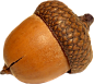 Acorn PNG image