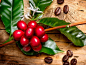 咖啡树。红色咖啡豆的咖啡树的树枝上