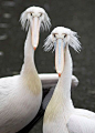 The pelicans in the Moscow zoo