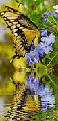 ~~Swallowtail Reflections ~ gorgeous butterfly by Julie Everhart~~