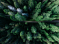 A drone shot of a dirt path through an evergreen forest in Gävle