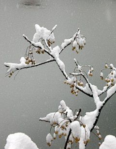 摄影者郑洳亚采集到雪景图