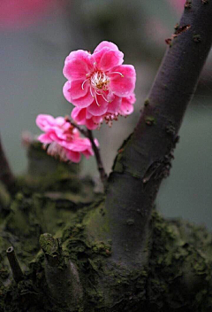 若晏然采集到花草植物