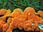世界上最美丽诡异的20种罕见蘑菇！难以置信的美...._红星 : 红星头菌是腐生生物，可以在木屑或覆盖物上生长。英国裘园于1829年就有纪录红星头菌在澳大利亚入口的土壤中生长，及后在美国加利福尼亚州亦有出现。 另外，世界动植物卫生组织发现的红星头菌，在柬埔寨于2010年…胶角耳（学名：Calocera viscosa），又称为鹿胶角菌