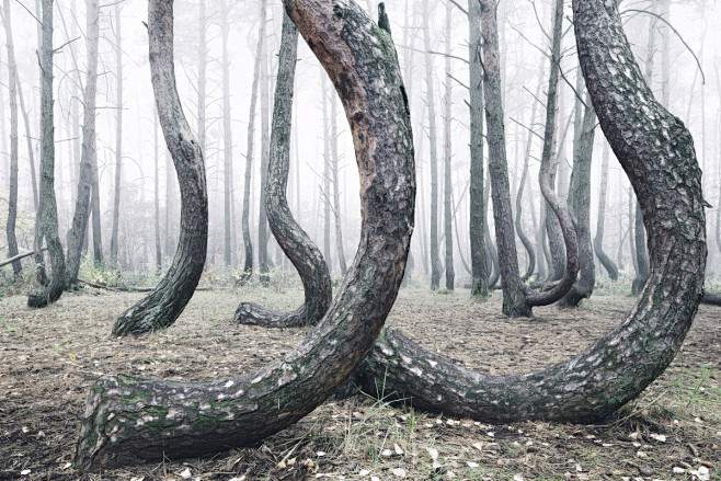 The Crooked Forest :...