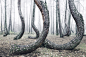 The Crooked Forest : The so-called "Crooked Forest" is one of the most unusual forests in Central Europe. Not far from the Polish-German border this pine grove still preserves the secret about its origin. 