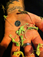 Tiny baby chameleons…