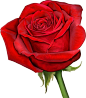 168情人节单株玫瑰花红黄白七彩水彩玫瑰矢量合集30个EPS矢量素材-淘宝网
