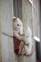 White Cat