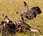 鸟类,坦桑尼亚,肯尼亚,东非,捕猎行为,萨凡纳港市,腐肉,秃鹰,水平画幅,无人