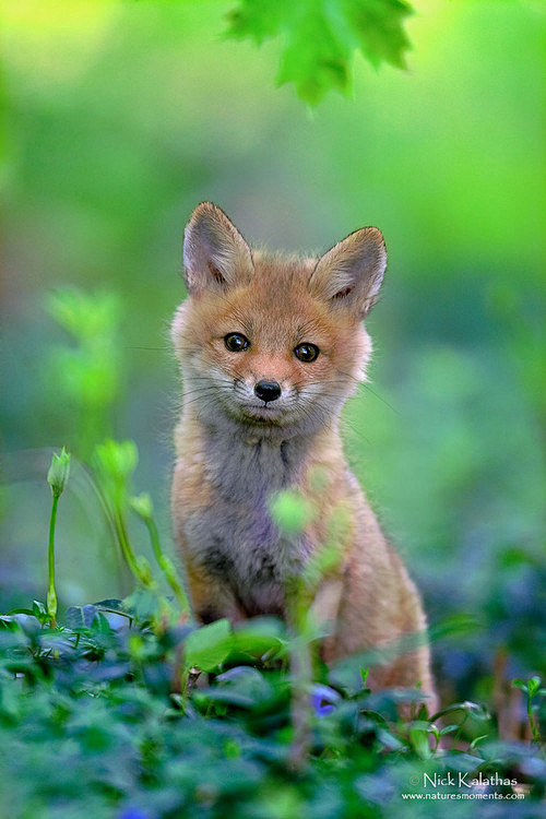   可爱的赤狐小狗在春绿 
