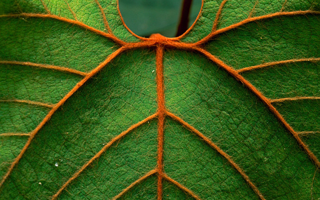 Detail of a leaf in ...