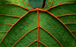 Detail of a leaf in Niah National Park in Sarawak, Borneo, Malaysia