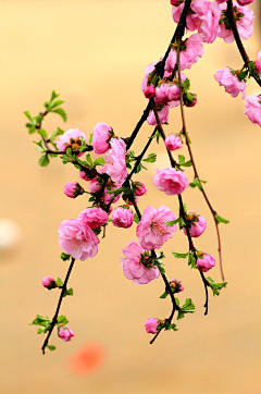 如黑似墨｀采集到花卉素材