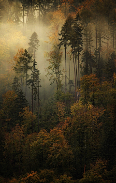 我们曾是潮水采集到forest