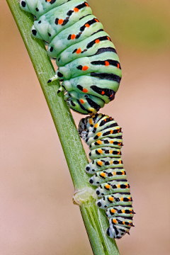 麟℃采集到insect