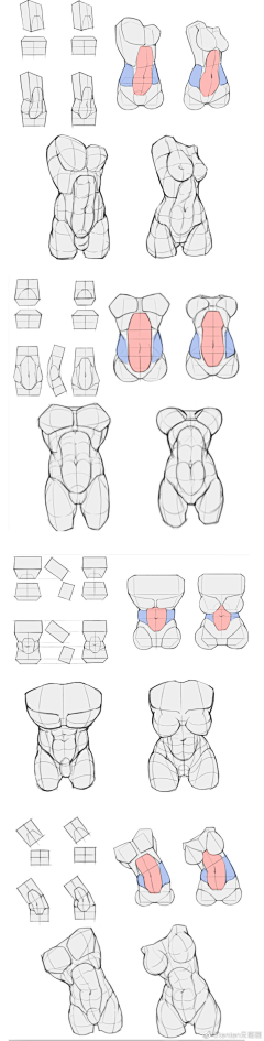 烟蒂内个酱采集到D【教程1】绘画基础教程 人体基础