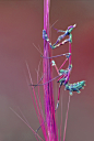 昆虫 /_动物哦 _T2018911 #率叶插件，让花瓣网更好用#