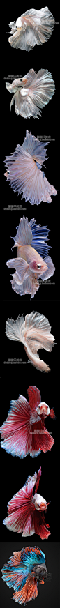 306 海洋生物观赏鱼艺术摄影图集 设计绘画 美术参考图集-淘宝网