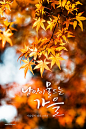 秋季秋天落叶枫叶唯美风景背景海报