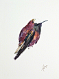 水彩画家 Andrzej Rabiega 画笔下的鸟儿