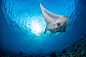 Sunny Manta by Andrea Izzotti on 500px