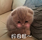 【每日一吸】
可爱的猫咪高清表情包
点赞自取
#帮找表情包原图# ​​​​