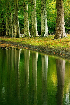 BunBunBunny采集到迷霧森林 forest