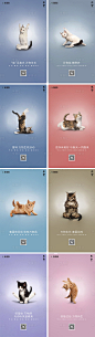 猫咪瑜伽惊蛰创意海报PSD广告设计素材海报模板免费下载-享设计