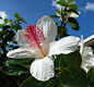 全部尺寸 | Hibiscus waimeae subsp. waimeae | Flickr - 相片分享！