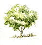 Watercolor+Trees | Sweet Nature: Watercolor Tree Sketch