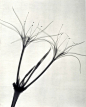 『创意摄影』X射线下的花卉摄影 - 新摄影