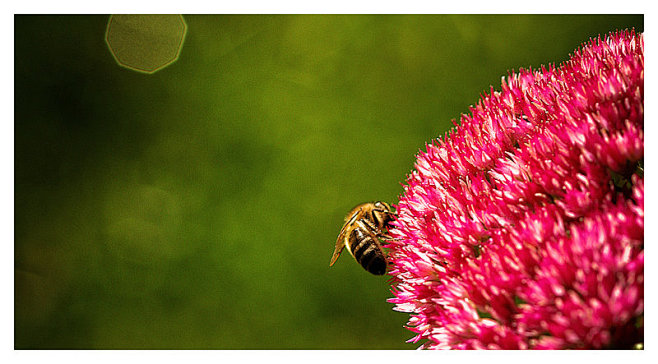 as busy as a bee 2 b...