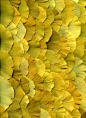 ginko leaves