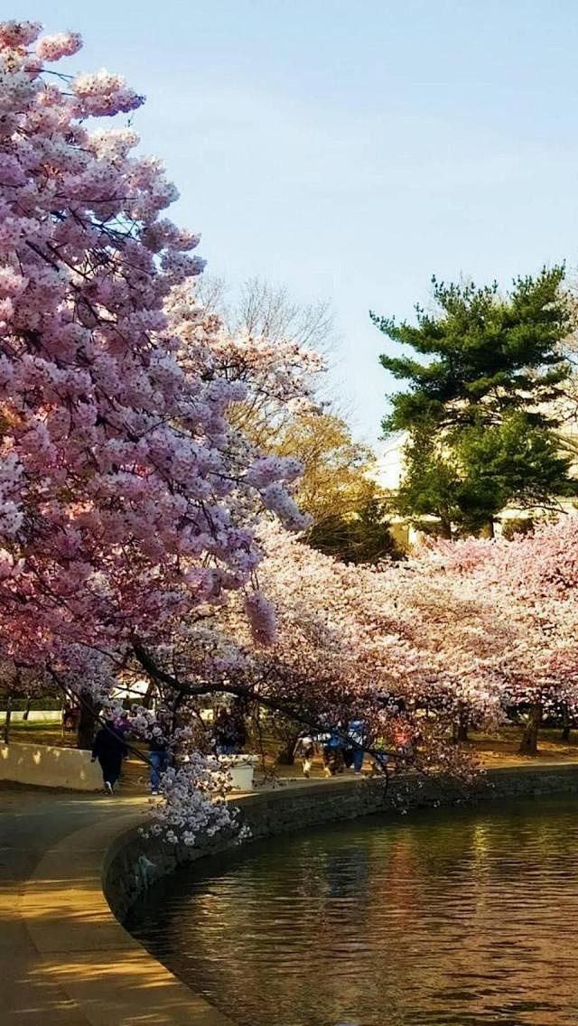 樱花公园，华盛顿特区，美国 