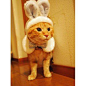 日本直送正品宠物兔子头饰帽子让猫猫狗狗变兔子兔年春节礼品@北坤人素材