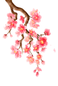 手绘粉色鲜花桃花梅花树叶免抠__PNG：