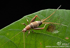 lauccy采集到Insect