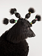 Torkil Gudnason Animal Instincts | Trendland