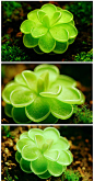  捕虫堇，拉丁学名是Pinguicula vulgaris…