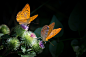 3161x2107 Wallpaper butterfly, wings, flower