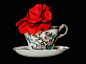 Photograph Camellia in a Tea Cup by Floyd Hopper on 500px