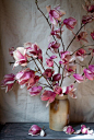 japanese magnolias | beauty everyday: 