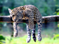Bébé jaguar sur sa branche | Flickr - Photo Sharing!