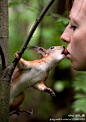 38岁的亚历克斯与妻子在公园散步时发现了这只松鼠，便想以榛子引诱它，没想到大胆的小松鼠径直冲到妻子嘴边刁走了这颗榛子。好有爱有木有？！