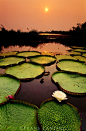 巨型睡莲在日落时分，维多利亚核桃，巴拉圭河，潘塔纳尔，巴西。  